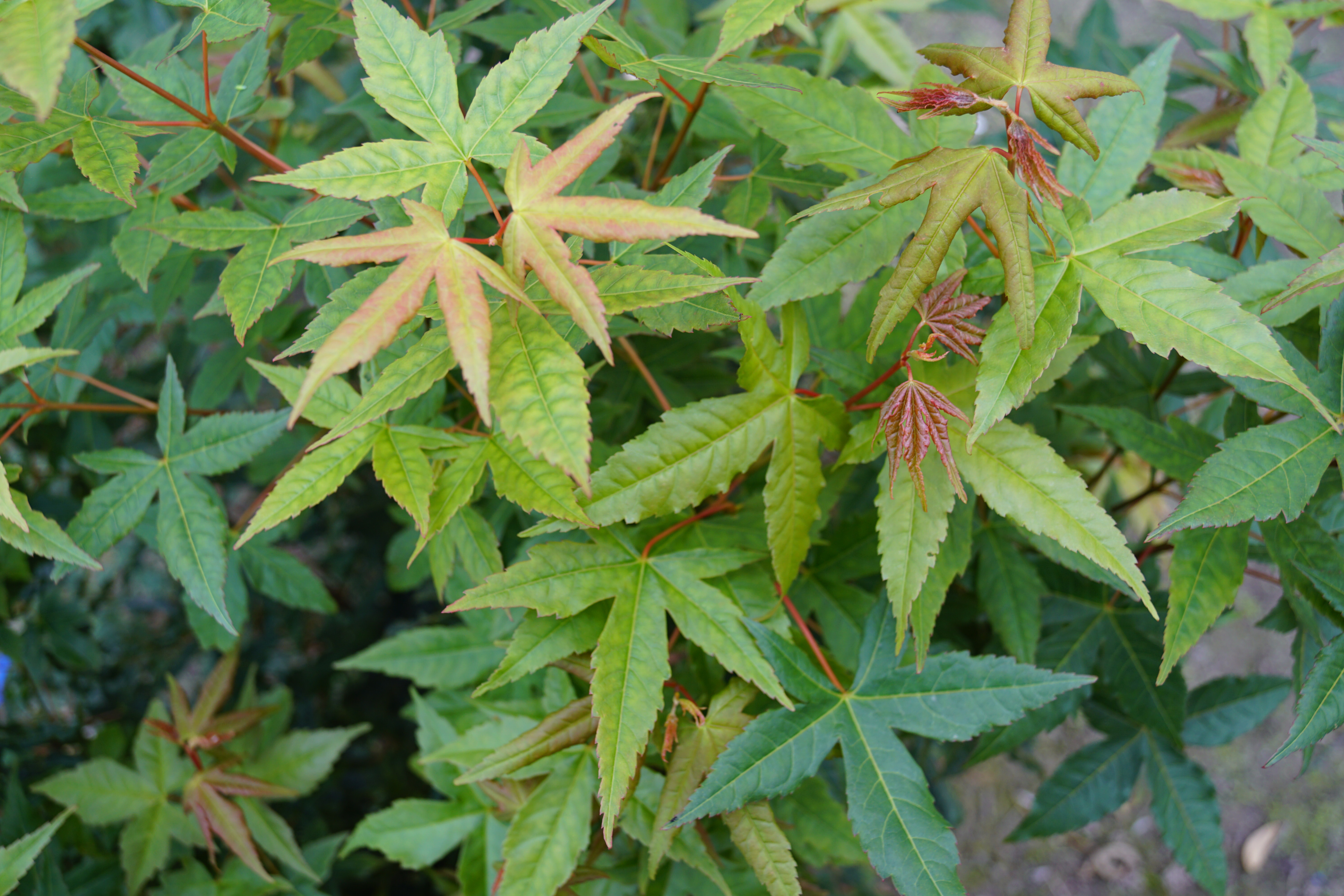 Acer oliverianum (2)